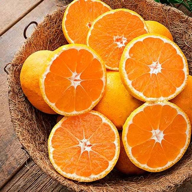 신선특별시)진지향밀감(800g/팩)
